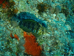 Amblygobius phalaena