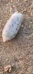 Oliva oliva