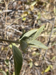 Bernardia lagunensis