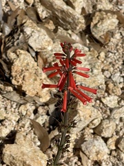 Russelia retrorsa