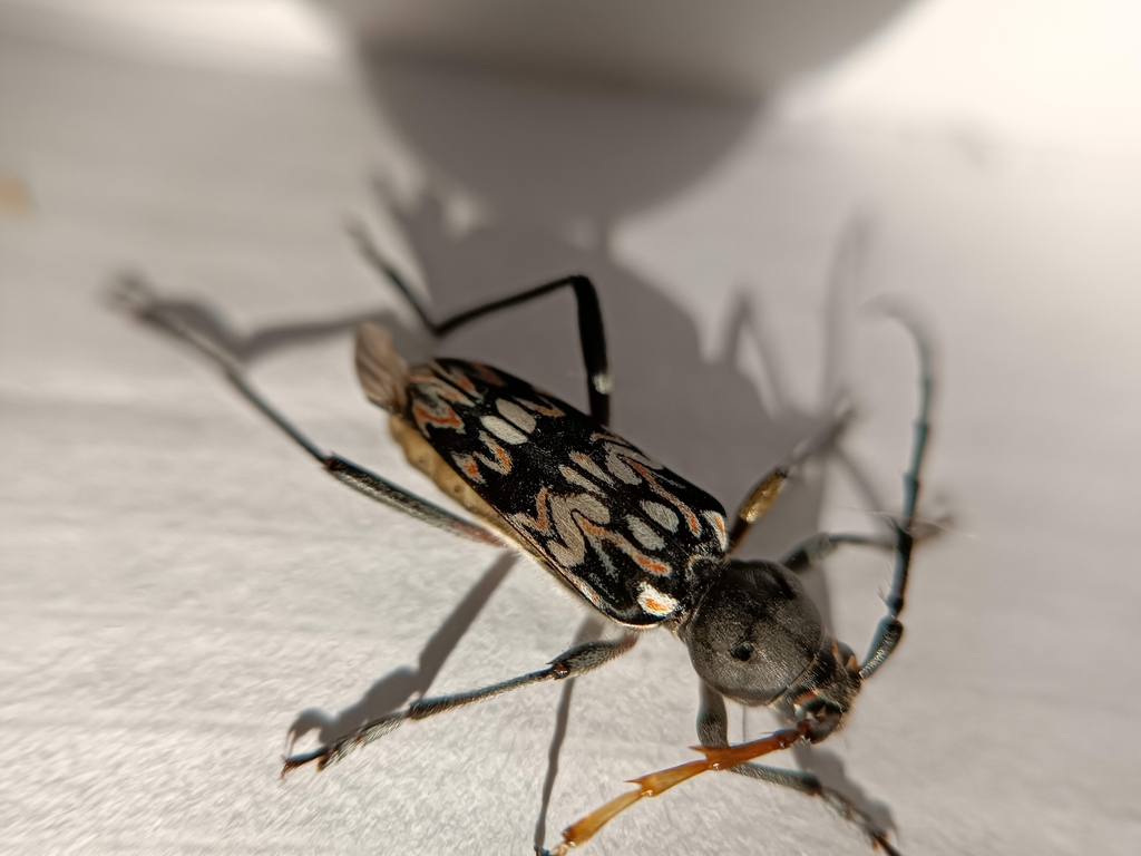 Tylcus hartwegii