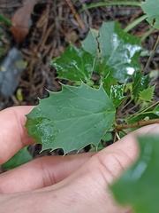 Berberis glaucocarpa