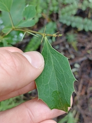 Berberis glaucocarpa