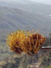 Agave aurea