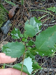 Berberis glaucocarpa
