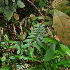 Erycibe leucoxyloides