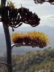 Agave aurea