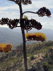 Agave aurea
