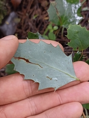 Berberis glaucocarpa