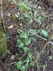 Berberis glaucocarpa