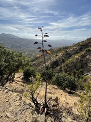 Agave aurea