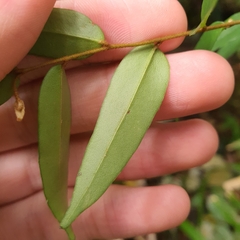 Erycibe leucoxyloides