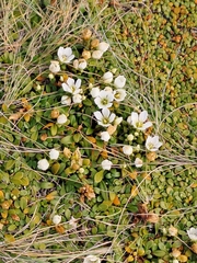 Gentianella saxosa