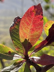 Bursera cerasiifolia