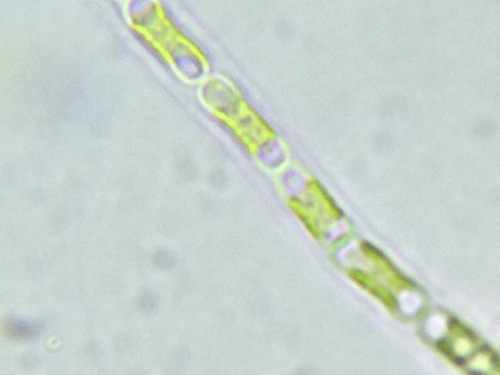 Geminella mutabilis