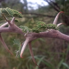 Vachellia hebeclada
