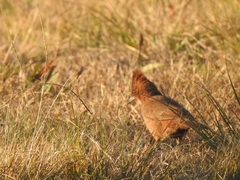 Pseudoseisura lophotes
