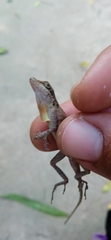 Anolis rodriguezii
