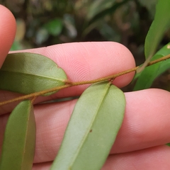 Erycibe leucoxyloides