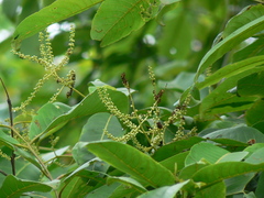 Terminalia elliptica