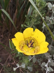 Calochortus clavatus