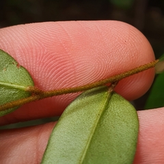 Erycibe leucoxyloides