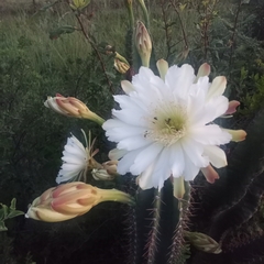 Cereus jamacaru