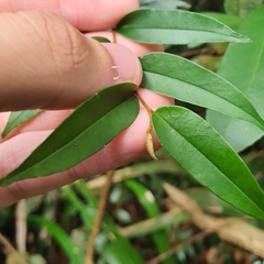 Erycibe leucoxyloides