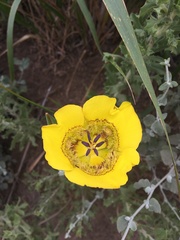 Calochortus clavatus