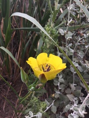 Calochortus clavatus