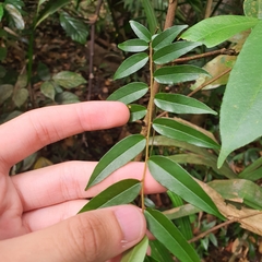 Erycibe leucoxyloides