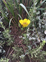 Calochortus clavatus