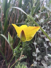 Calochortus clavatus