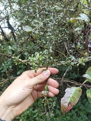 Coprosma rigida