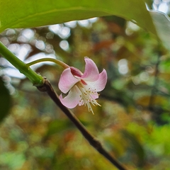 Cratoxylum maingayi