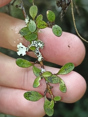 Coprosma rigida