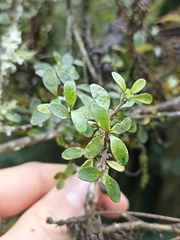 Coprosma rigida