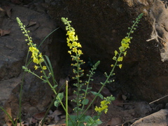 Verbascum coromandelianum