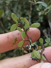 Coprosma rigida