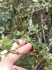 Coprosma rigida