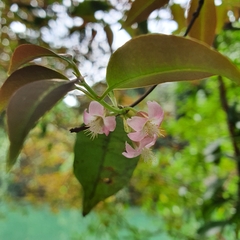 Cratoxylum maingayi