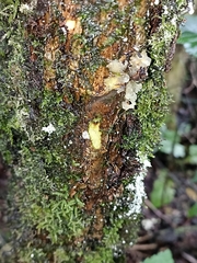Coprosma rigida