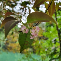 Cratoxylum maingayi