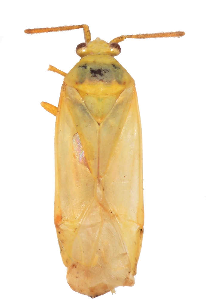 Acrotelus