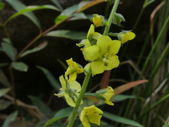 Verbascum coromandelianum