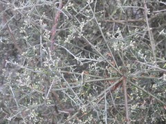 Cyclolepis genistoides