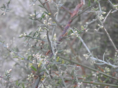 Cyclolepis genistoides