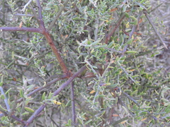 Cyclolepis genistoides