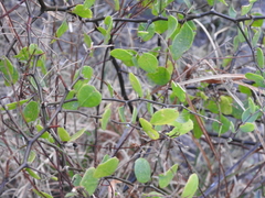 Lycium boerhaviifolium
