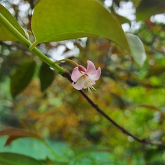 Cratoxylum maingayi